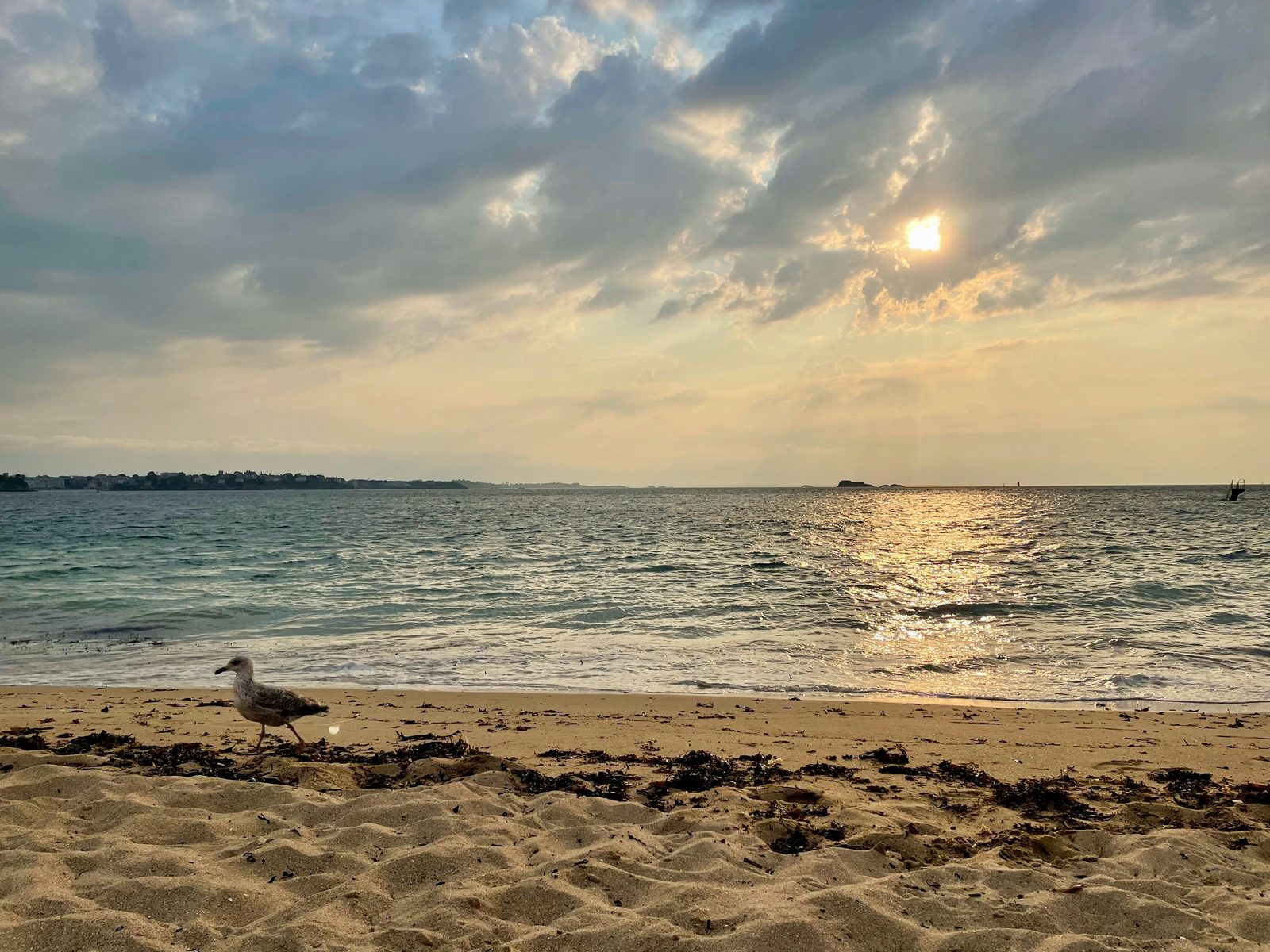 Sunlight breaking through clouds over a quiet beach, with a gull near the water